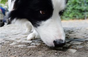 Hund schluckt  Giftköder am Wegesrand