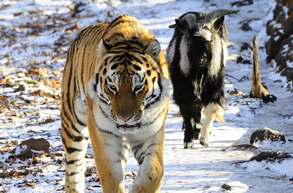 Getrennte Wege: Der Tiger und der Ziegenbock haben sich auseinandergelebt und sind nun getrennt untergebracht.