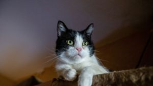 Tierunfall in Böblingen: Katze überfahren und dann geflüchtet