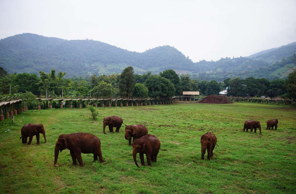 Das Gebiet des Parks erstreckt sich über 60 Hektar Land. Darin leben aktuell mehr als 100 Elefanten.