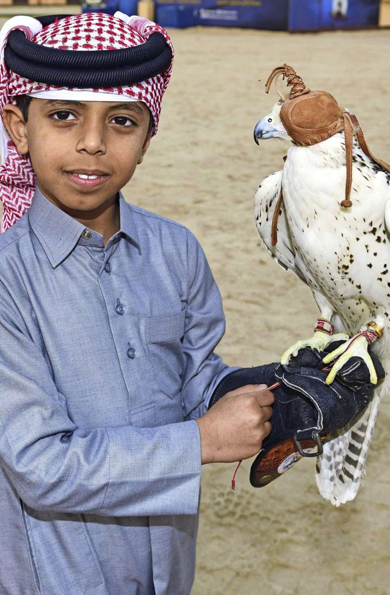 Der Falke wird in Katar als Nationalvogel verehrt. Falknerei ist ein beliebtes Hobby vor allem von wohlhabenden Menschen. Bei der staatlichen Fluglinie Qatar Airways dürfen Falken sogar im Flugzeug mitfliegen, wenn sie einen eigenen Platz gebucht haben.