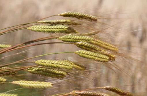 Filigranes Urgetreide: das Einkorn hat lange Grannen und in der Regel ein einzelnes Korn auf der sogenannten Ährenspindel – daher auch der Name. Foto: Uni Hohenheim