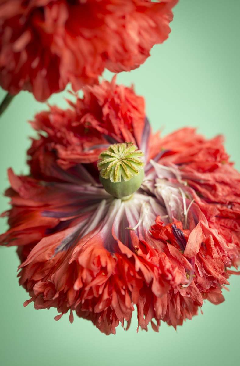 Manche Blumen lassen sich auch im Studio fotografieren, wie diese Mohnblüte, fotografiert von Sibylle Pietrek.