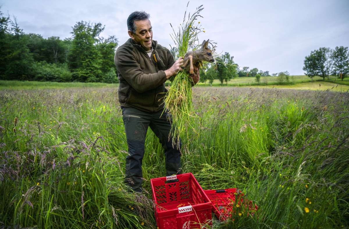 Jäger Karl-Martin Haag packt das Rehkitz  mit einem Büschel Grashalme vorsichtig in eine Kiste, damit die Ricke ihren Nachwuchs wieder annimmt – sobald der Landwirt seine Wiese gemäht hat. Foto: / Andreas Reiner