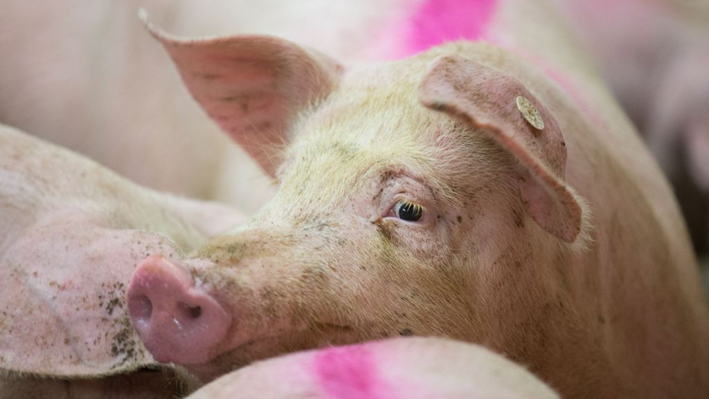 Langenau: Viehtransporter kippt um – elf Schweine sterben
