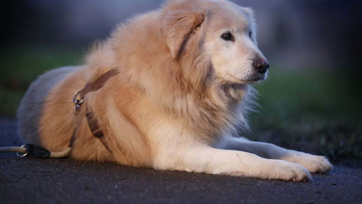 Tierliebe in Corona-Zeiten: Der Trend geht eindeutig zum Familienhund