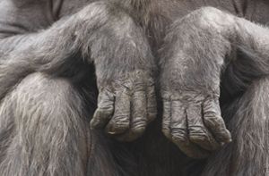 Hand und Fuß von Affen in Wald gefunden