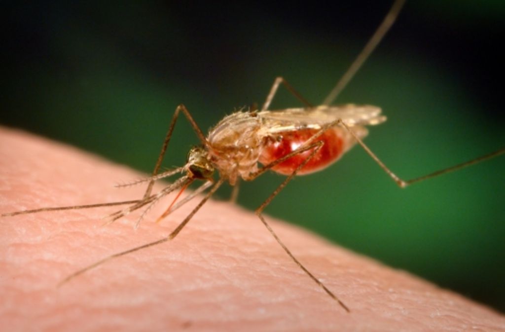 Die Anopheles-Mücke kann Malaria übertragen. Der Weltklimarat hält es für möglich, dass solche Krankheiten in Afrika zunehmen werden. Gesundheitsprobleme sieht er auch bei Krankheiten, die auf verseuchtes Wasser zurückgehen.
