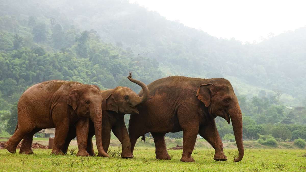 „Elephant Nature Park“ in Thailand: Hier bekommen gequälte Elefanten ein neues Zuhause