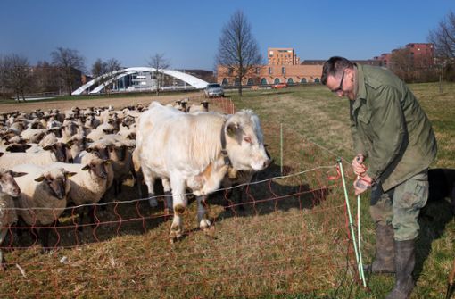 Tibor Wodetzky hält Schafe, Rinder und Ziegen. Es gibt Menschen, die ihm Tierquälerei vorwerfen. Foto: Ines Rudel