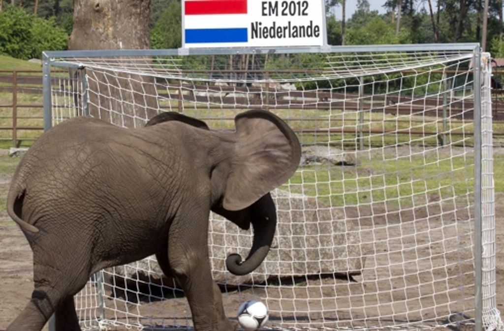 ... schießt sich Elefantendame Nelly im Serengeti-Park auf Holland ein.