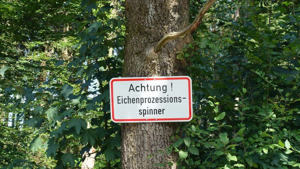 Eichenprozessionsspinner im Kreis Esslingen: Raupen sind auf dem Vormarsch
