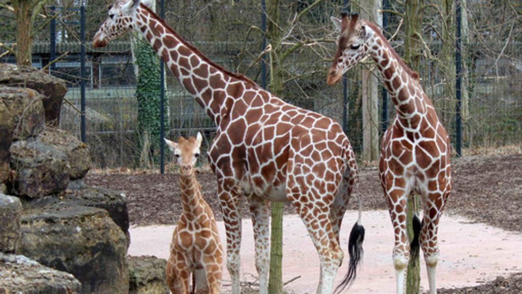 Giraffen in der Wilhelma Stuttgart: Jungbulle Nabil hat Abschied genommen
