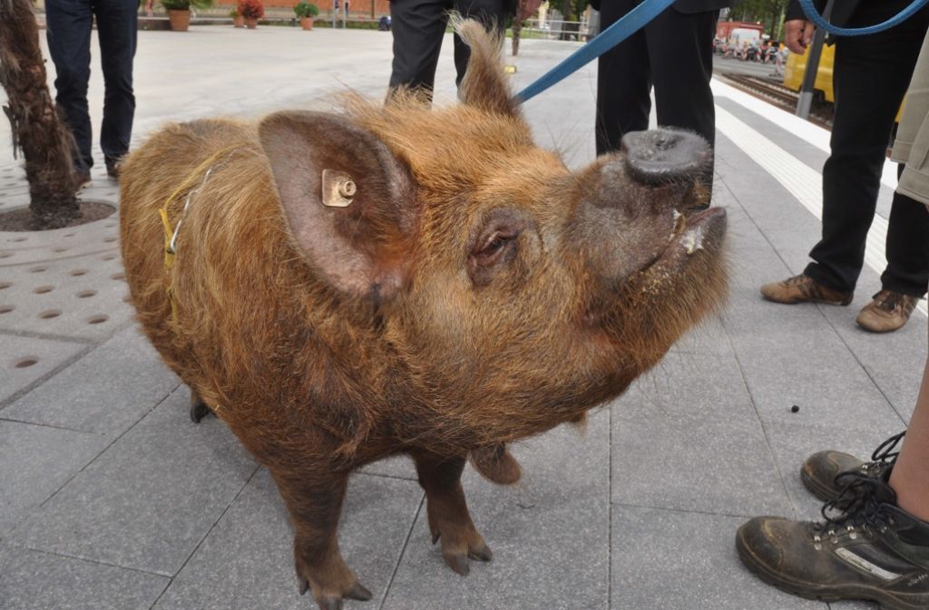 Schweinchen Tommi eröffnet Stadtbahnhaltestelle Wilhelma.