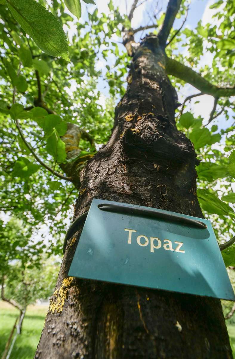 Eine der Apfelsorten im Lehrgarten heißt Topaz.