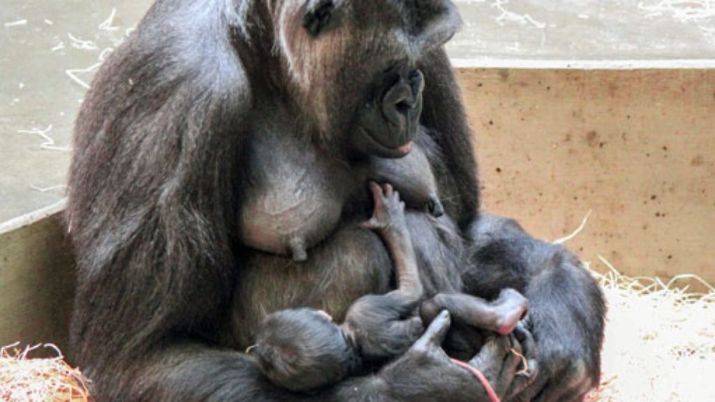 Wilhelma in Stuttgart: Gorillas haben schon wieder Nachwuchs