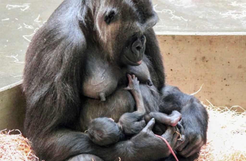 Gorilladame Mutasi mit ihrem Baby in der Stuttgarter Wilhelma