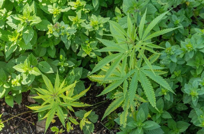 Polizei entdeckt Cannabisplantage mit 1900 Pflanzen