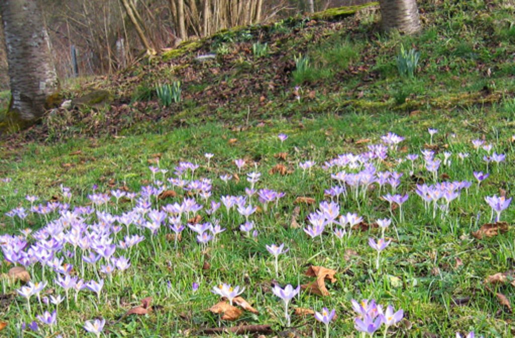 ... auch am Stuttgarter Schönbühl erfreuen die Frühlingsboten Spaziergänger mit ihren bunten Blüten.