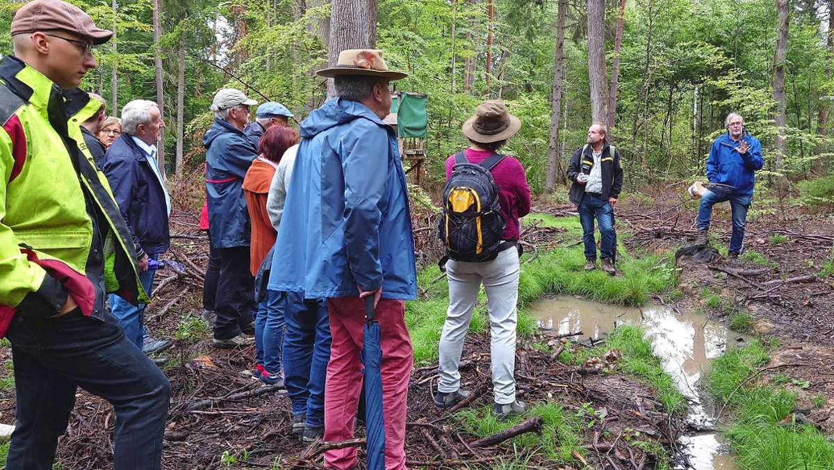 Waldbegang  in Herrenberg: Gemeinderäte auf den Spuren der Gelbbauchunke