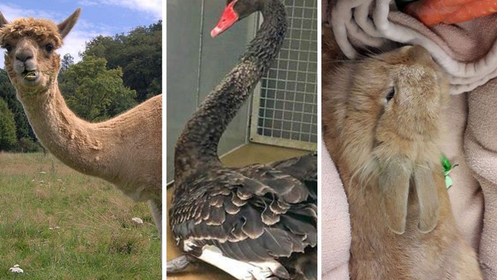 Alpaka, Schwan und Co.: Diese zwölf Tiere beschäftigten Stuttgart 2018