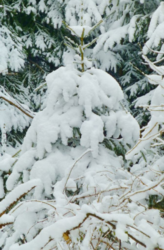 Auch im Schurwald fiel Schnee und verwandelte die Umgebung in ein Winterwunderland.