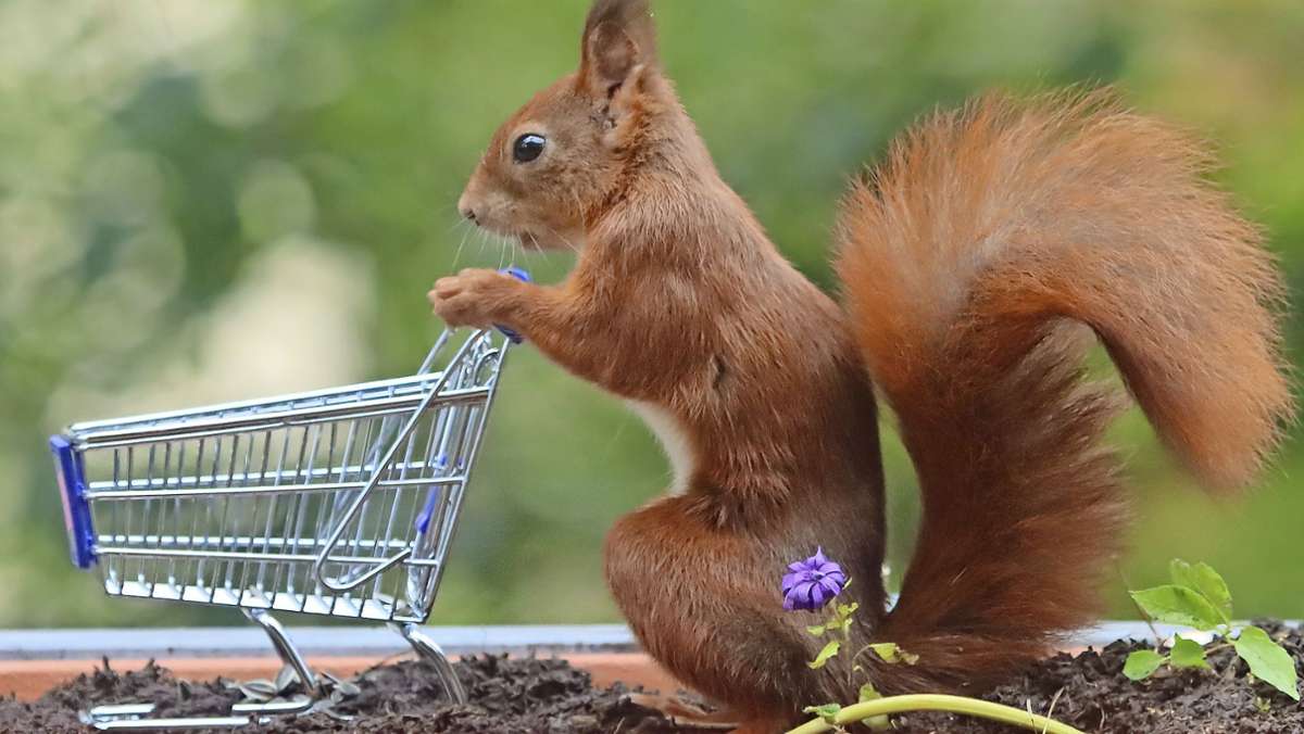  Ein Eichhörnchen, das einen Einkaufswagen schiebt? Wo gibt’s denn so was? Das ist die Geschichte hinter dem Bild des Möhringer Fotografen Dustin Hönes. 