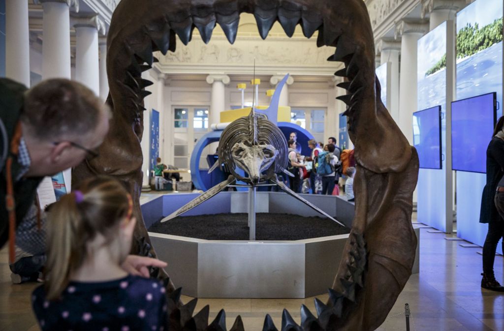 Das Gebissmodell des ausgestorbenen Riesenhais Megalodon