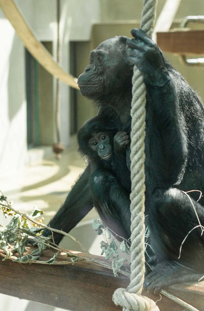 Mit ihren 50 Jahren ist die Bonobo-Dame eigentlich schon aus dem Alter raus, Kinder zu erziehen.