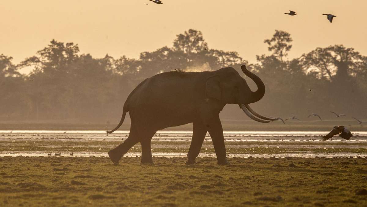  Rund 30 000 Elefanten leben noch in Indien. Bei einem Gewitter sind 18 von ihnen durch Blitzeinschläge in der Provinz Assam ums Leben gekommen. 