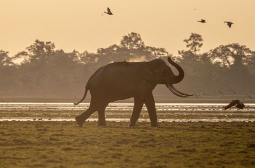 Ein Elefant wirft sich im Agoratoli Reservat im indischen Kaziranga-Nationalpark mit dem Rüssel Staub auf den Rücken. Foto: Anupam Nath/AP/dpa