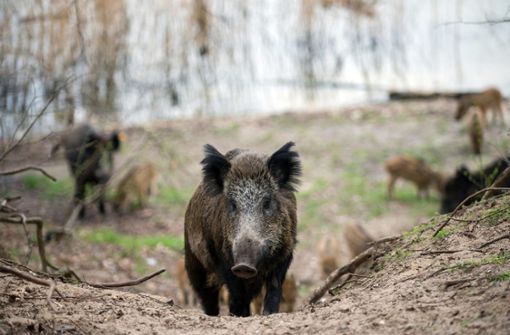 Vermehren sich rasant: Wildschweine Foto: dpa