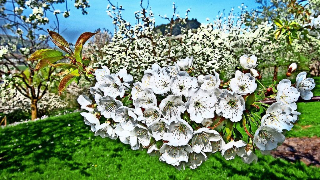  Die Streuobstwiesen im Kreis Esslingen stehen in voller Blüte – „Schwäbisches Hanami“ nennt der Verein Schwäbisches Streuobstparadies diese Zeit. Hier gibt’s Tipps, wo man die blühende Landschaft jetzt am besten betrachten kann. 