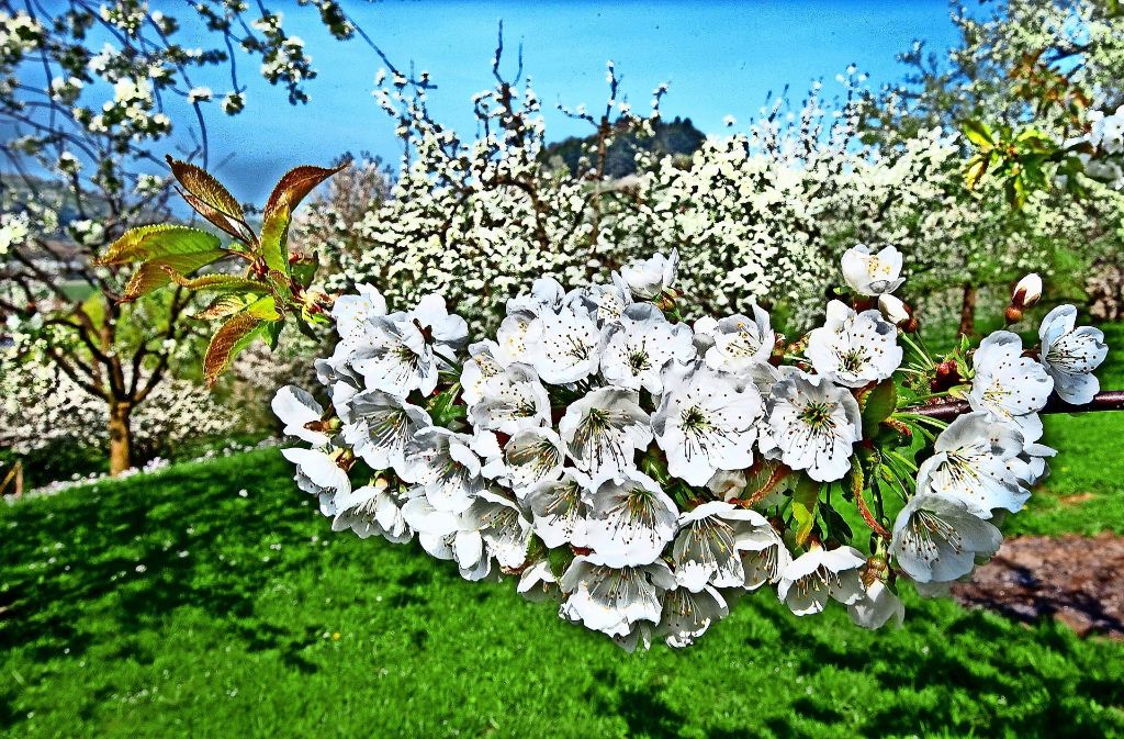 Kirschblüte in Neidlingen – „Schwäbisches Hanami“ in voller Pracht.