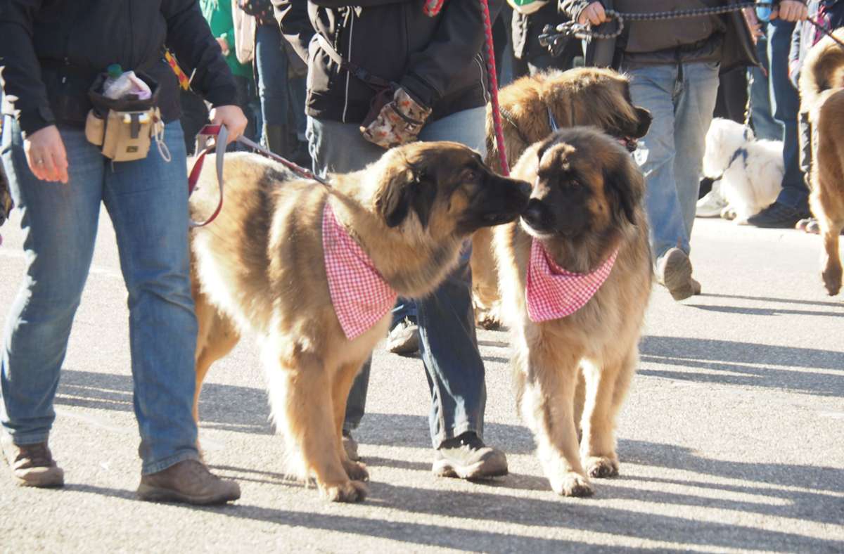 Die Leonberger Hunde sind für viele ein Highlight.