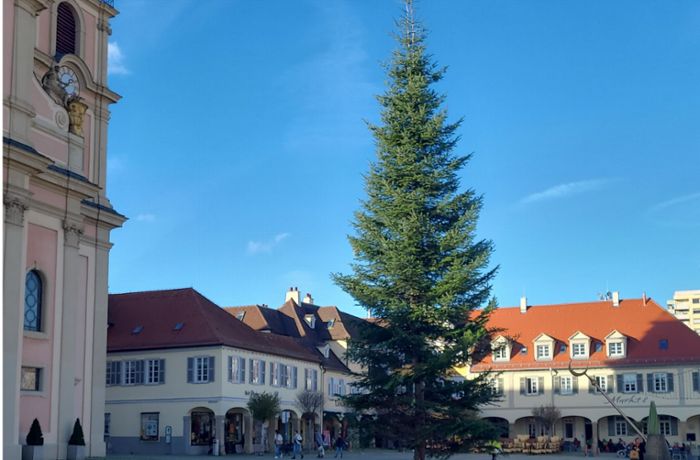Der Weihnachtbaum auf dem Marktplatz steht