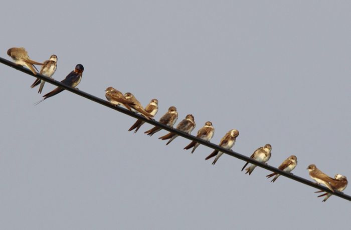 Vögel sterben an Stromleitungen: So wollen Naturschützer und Netzbetreiber die Tiere retten