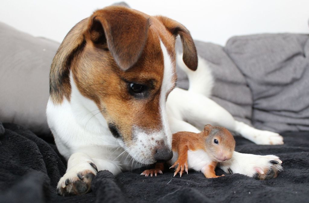 Jack-Russel-Terrier Killer hatte den neugeborenen Pepe im Garten entdeckt – und kümmerte sich fürsorglich um das Eichhörnchen. Bis Pepe groß genug war, um wieder in der Natur zu leben.