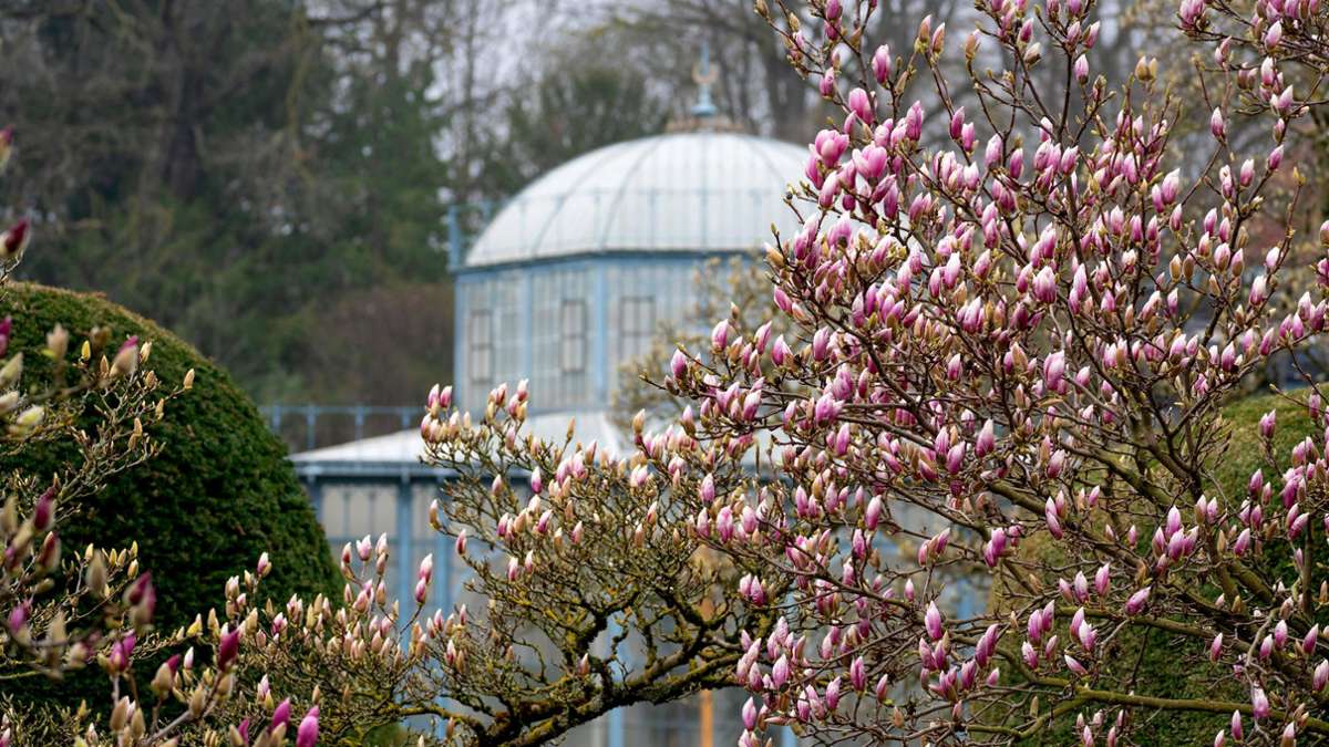 Frühling in Wilhelma und Parks: Die ersten Magnolien blühen schon