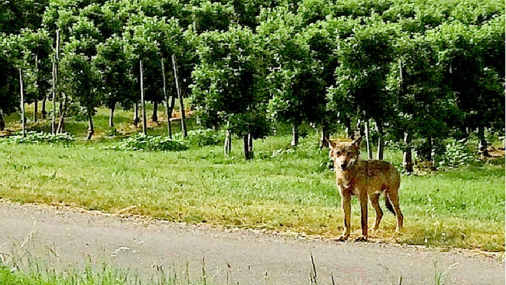Überlingen am Bodensee: Wolf streift durch Obstplantagen