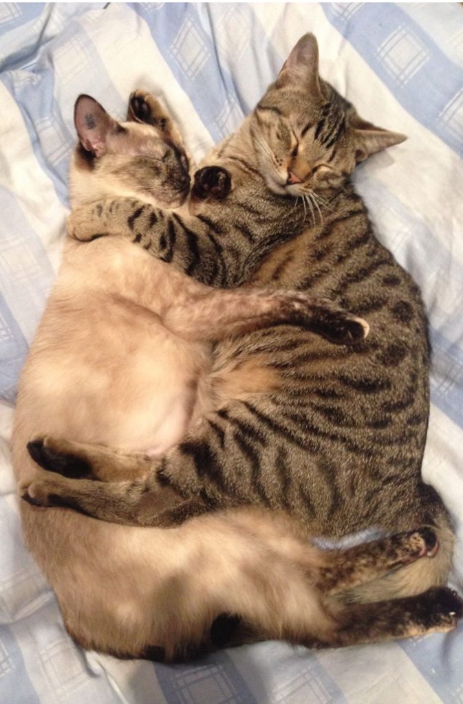 „Katzenliebe“ betitelt Facebook-Userin Patricia Schoepfer dieses wunderschöne Foto – wie passend!