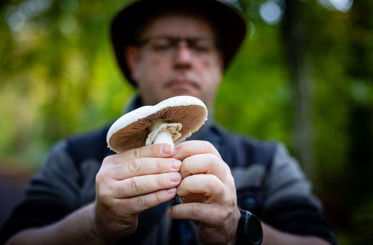 Pilze interessieren den Sammler seit der Kindheit