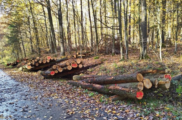 Holzdiebe rüsten auf – und die Förster auch