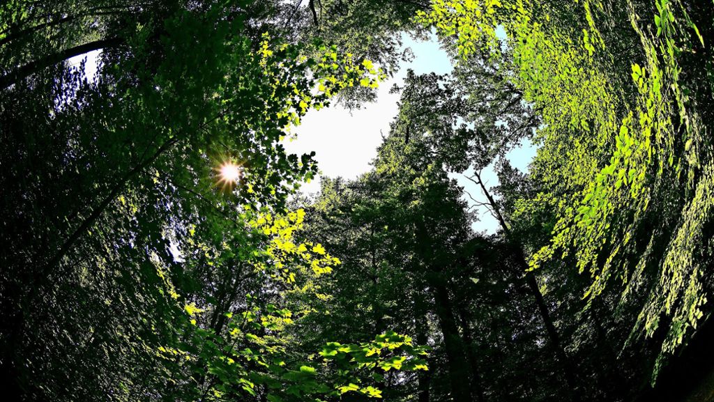Landkreis Esslingen: Im Wald ist alles im grünen Bereich