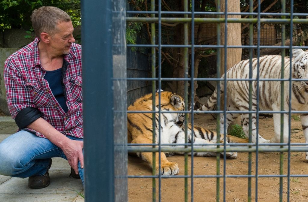 Der Chef des Wildkatzenzentrums, Renato Rafael, hat die beiden Tiger im Blick.