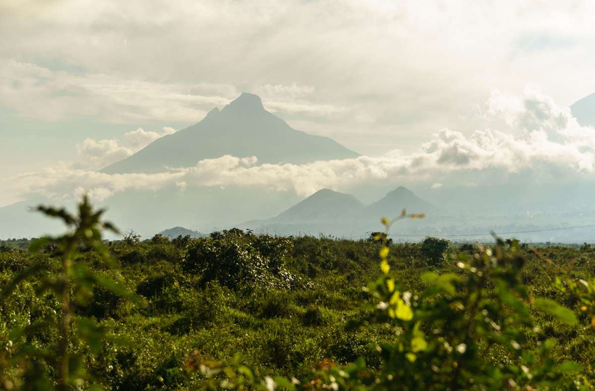 Vulkan Mikeno im Dunst: Die auf drei Länder verteilten Virunga-Vulkane sind eines der zwei Habitate, in denen noch Berggorillas leben. Laut der Weltnaturschutzunion IUCN gibt es in Afrika noch rund 1000 Berggorillas und 90 000 Flachlandgorillas.