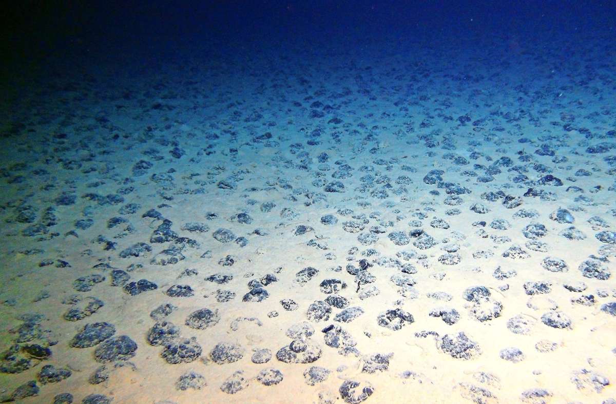 In der  Clarion-Clipperton-Zone im Zentralpazifik liegen Manganknollen auf dem Meeresboden. Sie enthalten neben den Metallen Mangan und Eisen auch Kupfer, Nickel und Kobalt. Foto: Geomar/ROV-Team