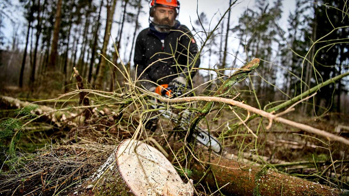Große  Nachfrage im Kreis Esslingen: Brennholz wird deutlich teurer