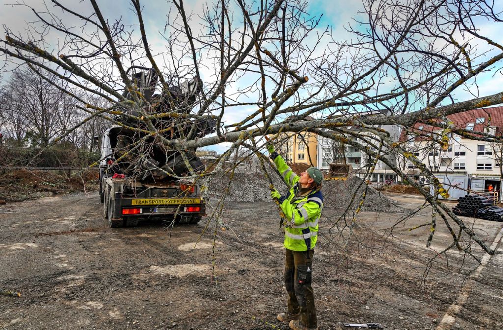 Baumfallarbeiten Im Kreis Nur Sieben Baume Durfen Weiterleben