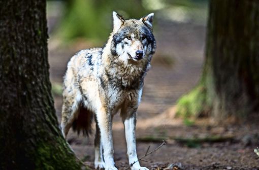 Ein Wolf in einem Wildpark Foto: dpa